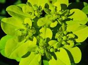 Euphorbe verruqueuse (Euphorbia flavicoma subsp. verrucosa)