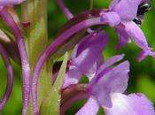 Orchis moucheron (Gymnadenia conopsea)