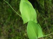 Gesse sans feuilles (Lathyrus aphaca)