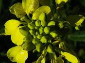 Moutarde noire (Brassica nigra)