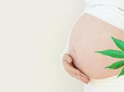 GROSSESSE: Cannabis, effet sévère fonction placentaire