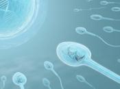 CONTRACEPTION MASCULINE Mais coupera spermatozoïde dans élan