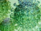 RÉPLICATION VIRALE Surveiller temps réel mutation d’un virus