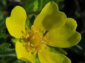 Potentille printanière (Potentilla verna)