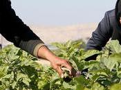 Israël bloque exportations agricoles palestiniennes