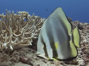 magnifique documentaire sous-marin jardin Dakuwaka