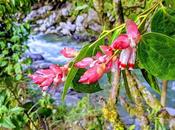 Fleurs fruits l'Equateur Blumen Früchten Ecuador gesehen