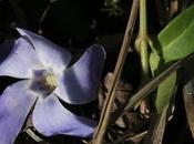 Pervenche mineure (Vinca minor)