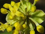 Cornouiller mâle (Cornus mas)