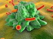IMMUNITÉ cellules immunitaires concertent avant réponse