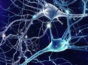 ALZHEIMER cellules savaient dégrader seules l’amyloïde toxique