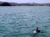 meilleurs endroits monde pour nager avec dauphins