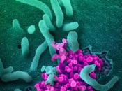 COVID-19 sprint scientifiques vers antiviral possible vaccin