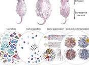 #cell #nutrition #rattusnorvegicus #vieillissementRestriction Calorique, Reprogrammation Paysage Transcriptionnel Cellule Unique Vieillissement chez Rattus Norvegicus
