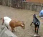 déranger bouc l'heure repas