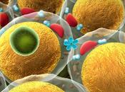 OBÉSITÉ nanoparticules contre adipocytes