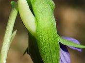 Violette étonnante (Viola mirabilis) Floraison vernale