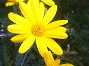 fleurs toute l'année