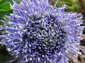 Globulaire (Globularia bisnagarica)