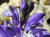 Polygale calcaire (Polygala calcarea)