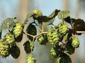 Craft beer Coronavirus: saison houblon 2020 s’annonce difficile pour producteurs brasseurs alsaciens Malt