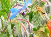 Attirez insectes pollinisateurs installant nombreuses plantes mellifères