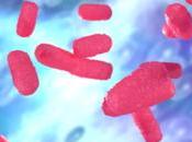 SCLÉROSE latérale amyotrophique Réduire sévérité traitant microbiote