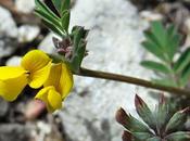 Hippocrépide ombelle (Hippocrepis comosa)