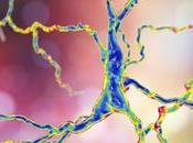 ALZHEIMER l’espoir était dans l’immunothérapie