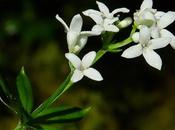 Aspérule odorante (Galium odoratum)