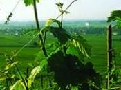 Furstentum Alsace Grand Paul Blanck