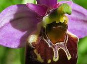 Ophrys bourdon (Ophrys fuciflora)