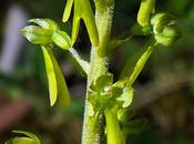 Listère feuilles ovales (Neottia ovata)