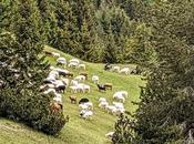 Schafe Bilder moutons l'alpage