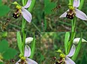 Approche d’un Ophrys apifera Syrphe