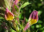 Mélampyre champs (Melampyrum arvense)