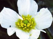 Renoncule rivières (Ranunculus fluitans)