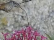 sphinx-colibri