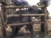 martyre éléphants Thaïlande