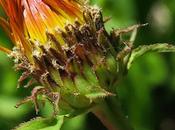 Inule feuilles saule (Inula salicina)