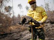 Brésil Bolsonaro qualifie «mensonge» incendies forêt Amazonie