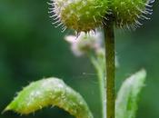 Gaillet gratteron (Galium aparine)