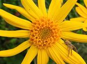 Arnica (Arnica montana)