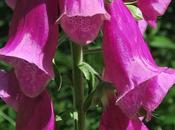 Digitale pourpre (Digitalis purpurea)