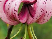 martagon (Lilium martagon)