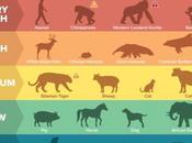 COVID-19 analyse génomique révèle espèces vulnérables