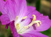 Épilobe hirsute (Epilobium hirsutum)