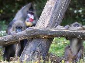 distanciation sociale chez animaux