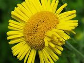 Pulicaire dysentérique (Pulicaria dysenterica)
