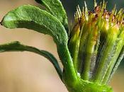 Bident feuillé (Bidens frondosa)